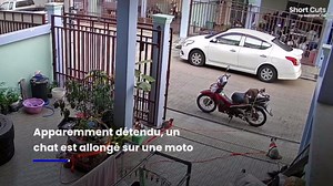 Un chat chasse un oiseau avec une prise de kung-fu