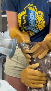 As our nation’s emblem and one of our most protected species, there couldn’t be a more patriotic animal for the 4th of July than the bald eagle! 🦅 🇺🇸 At the Memphis Zoo, we take great pride in being hosts and caretakers of these beautiful birds. However, we care for many more bald eagles than the three residents in our Northwest Passage exhibit. Dr. Felicia Knightly and her hard-working staff in our animal hospital rehabilitate bald eagles brought to them in hope of releasing them back into t