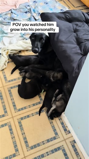 Understanding Belgian Malinois: The Ultimate Puppy Guide