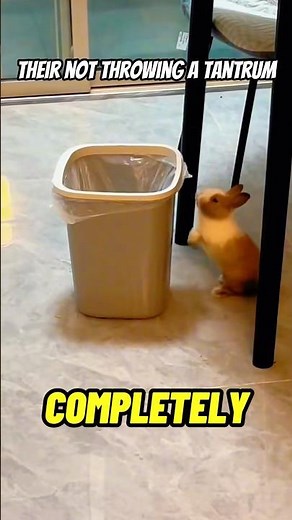 Why Does Your Rabbit Thump and Throw Things When It’s Mad? #petfacts #rabbit #petrabbit