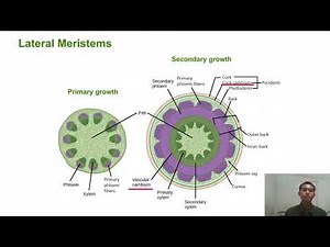 Plant Morphology and Anatomy