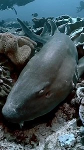 3.8K views · 290 reactions | 麗‼️THE BAMBOO SHARK‼️麗 This rare shark...