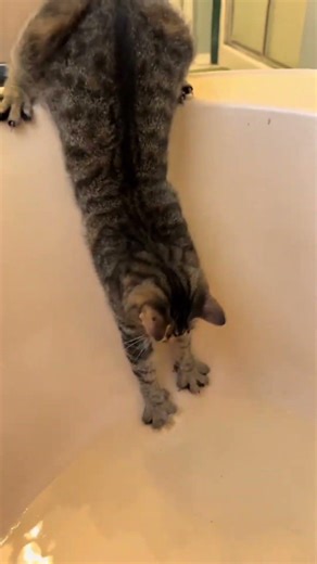 Crazy animal clips😹😀 #shorts #memes #funnymoments #comedy #funny