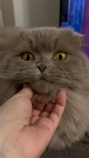 #cat #kedi #scottishfold #funnycats #cutecat #pets #animals #kitten #funnyshorts #keşfetedüş #cute