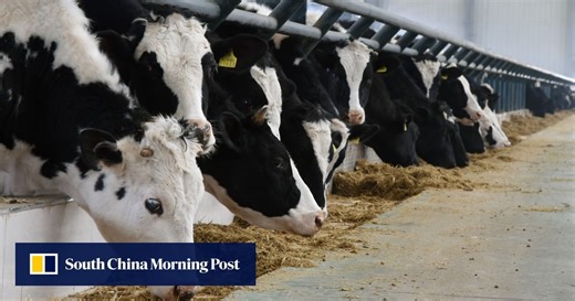 China’s beef prices are still low – Beijing’s new plan aims to wrangle up consumption