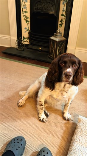 Understanding Spring Spaniels: A Guide for Dog Lovers