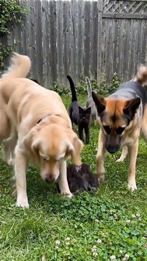 Two Dogs Get Scared and Sit Down When Cats Appear Behind Them! #DogsVsCats #DogScared #CatPower #