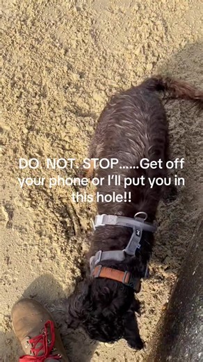 #crazydog #cockerspaniel #dog #dogs#dogsoftiktokviral She hates it when I stop…..if the barking doesn’t work, dig a hole in attempt to bury her-unconditional love???!! Yeah, right 🙄🤣😏