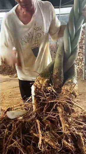 The process of making landscape trees- Good tools and machinery make work easy