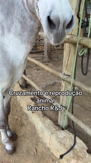 Animal Breeding and Mangalarga Marchador Insights