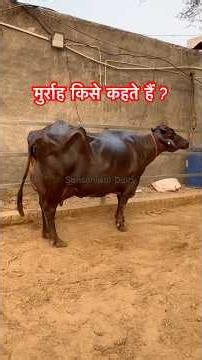 मुर्राह किसे कहते हैं ?