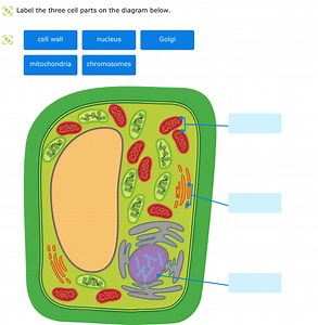 (x) Label the three cell parts on the diagram below.... | Filo