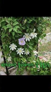 으아리 키우기 #으아리 #클레마티스 #야생화