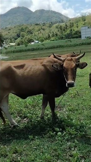 Breeding sapi sistem umbaran