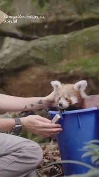 Endangered red panda cub begins exploration of its den
