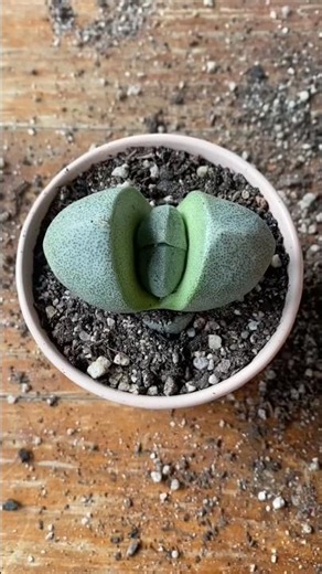 A living plant that hides in plain sight and grows a flower bigger than itself (Pleiospilos nelii)