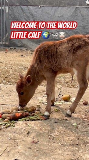 Emotional First Moments of Newborn Calf 😍 #shortsvideo