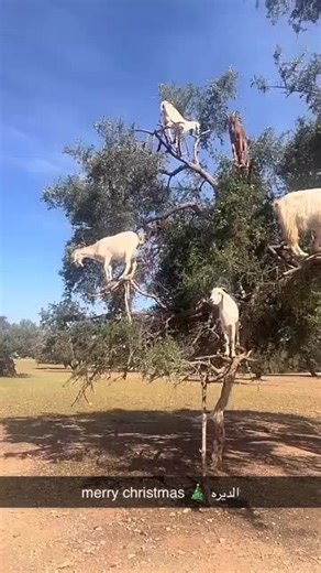 ‏ههههههههههههههههههههههههههههههههههههههههههههههههههههههههههههه كذا كثير