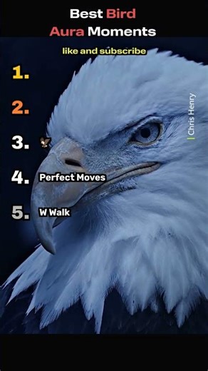 Best Bird Aura Moments