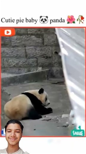 Beautiful baby🐼 panda🌺🥀 #viralreels #viral #instareels #trendingVo#panda#million #fypviral