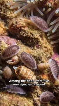 The "Glass Castle" Expedition: 38 New Species Found 5,000 m Deep!😮