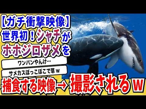 【2ch動物スレ】海の頂上決戦「シャチVSホホジロザメ」ついに撮影されてしまう→シャチの圧倒的な火力でホホジロさん無事海のおやつにwwwww【なんj/にちゃん 面白いスレ/X】