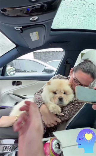 The Cutest Dog Moments with David Dobrik