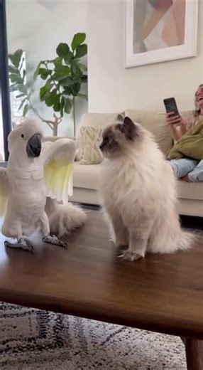 1.7K views · 34 reactions | Cockatoo Proposes to Cat — Her Reaction Says It All! 列 #Cockatoo #TalkingParrot #FunnyAnimals #CatAndBird #ViralVideo #CuteAnimals #HomeVideo #AnimalComedy #PetMoments #DifferentTaste | Teal Gadgets | Facebook