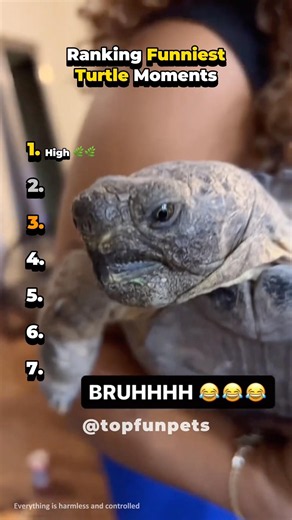 Ranking Funny Turtle Moments