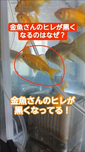 金魚さんの体•ヒレが黒くなるのはなぜ？簡単に説明します(⁠＾⁠∇⁠＾⁠)⁠ﾉ⁠♪つまり、黒ソブ=かさぶた＃金魚＃黒ソブ
