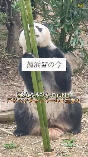 【Hamake Family's Youngest, Fuhin】A Japan-Born Giant Panda Thriving in Chengdu #panda