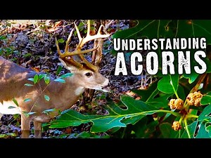 Where to Find Deer in the Early Season - Understanding Acorns | Move Blinds (711)