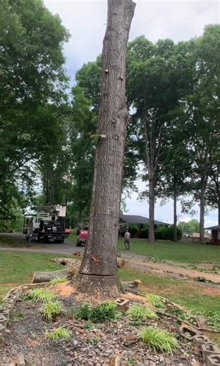 Cutting tree#wood #treecutting #tree#viral | Tree cutting