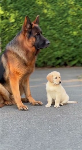 awkward first encounter sudden silence #awkwardmoments #firstimpressions #funny