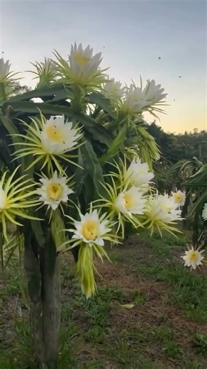 Dragon Fruit Plant | How to Grow & Care #dragonfruit ##dragonfruitplant #dragon #fruit #plant