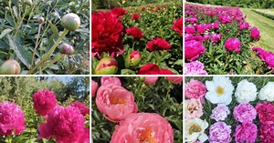 Virginia peony farm reopens for flower picking and picturesque scenery