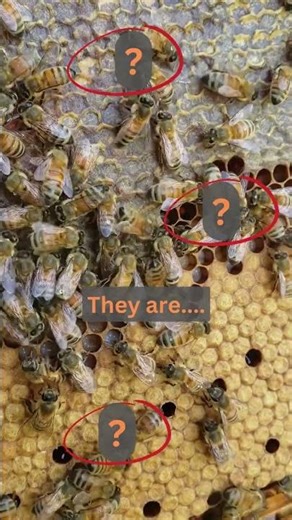 Honeybee behavior in three different areas