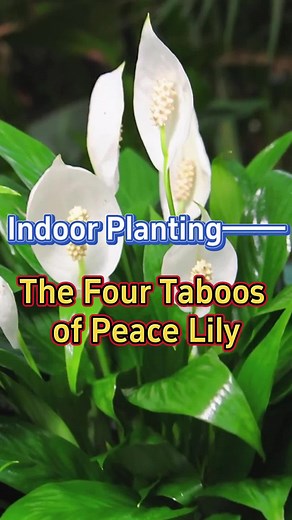 4 things to m know to keep yout peace lily looking nice #garden #garde... | peace lily plant