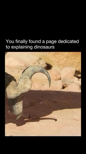 Explaining Dinosaurs on Instagram: "Velociraptor was likely covered in feathers, much like modern birds. These feathers weren’t used for flight, but instead helped regulate body temperature, attract mates, or protect nests and eggs. Its bird-like features offer some of the strongest evidence linking dinosaurs to today’s birds. Built for speed and precision, Velociraptor could reach speeds of up to 24 mph (38 km/h). Paired with razor-sharp teeth and its iconic sickle-shaped claw, it was a formida