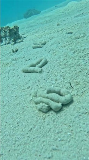 Sea cucumber poop#keepdiving#adventuredive#oceanlife#scubadiving