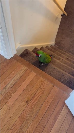My military macaw parrot decided to visit the man cave and walk home #pets #birds #animals #parrot