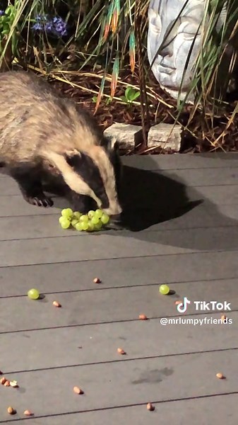 Mr Lumpy & Friends on TikTok