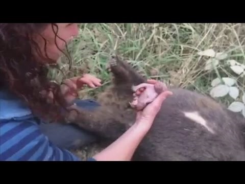 Baby wombat rescued from its dead mother's pouch