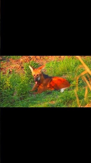 Maned Wolves go Hunting #manedwolf #hunting #beautifulanimals #wildlife