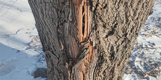 Michigan Tech professor explains the science behind ‘exploding trees’ theory