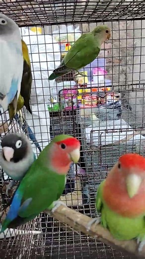 uluberia Bird market all bird price update