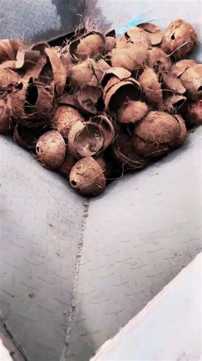 That crunch when you shred a coconut shell Pure ASMR #shreddermachine #machine #shorts