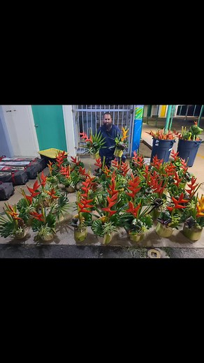 pāʻina prep kine tingz. Mama Cheee-huuu showing us how for rocke um'! #Hawaii #hawaiikinetingz #tropicalflowers #Partyprep #centerpiece #gradparty #hawaiitiktok #kanakatiktok