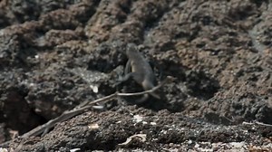 PLANET EARTH II - RACER SNAKES VS IGUANAS