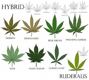 Types of weed. Illustration of differend hybrid cannabis leaves in...